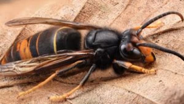 Other Asian Hornet Resources