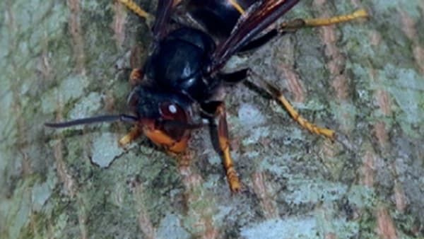Asian Hornet nest found at Ascot