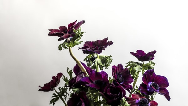 Chelsea Flower Show 2019 ticket auction