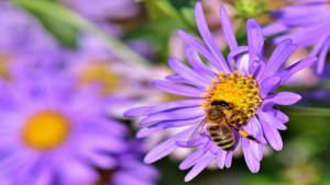 Bees' Needs Week