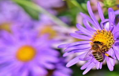 Bees' Needs Week