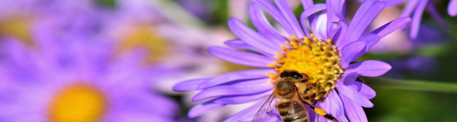 National 'Bee' Events