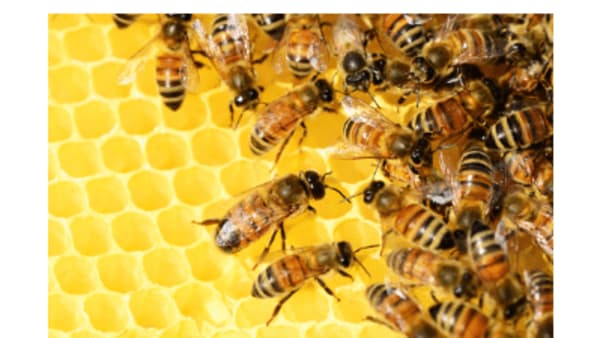 25,000 Beekeepers Demand Govt Withdraw Neonic Licence