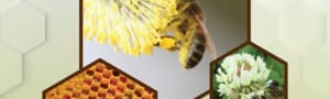 BBKA News - Pollen