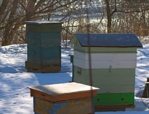 84% of Beekeepers Who Replied to Survey had No Winter Losses