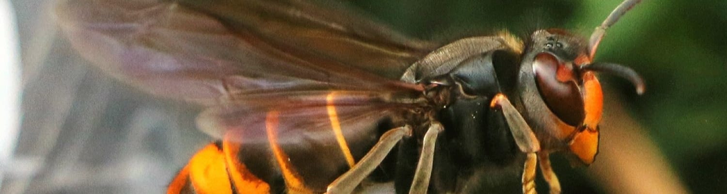 Asian Hornet Conference Recordings