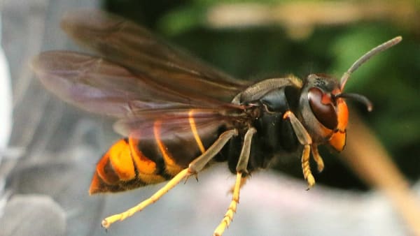Asian Hornet Sightings and Incursion Map