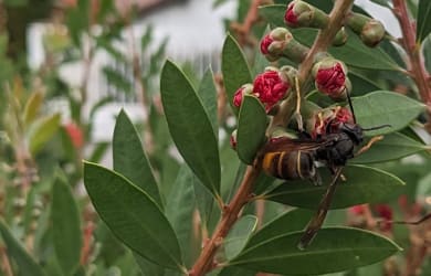 Invasive Species Week:  22nd – 28th June 2026