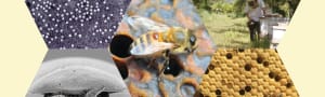 BBKA News - Natural Varroa-Resistant Honey Bees