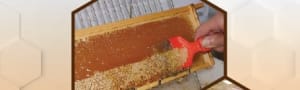 BBKA News - Honey