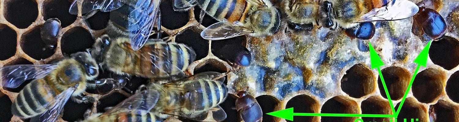 Serious Risk of Exotic Bee Pest Being Imported