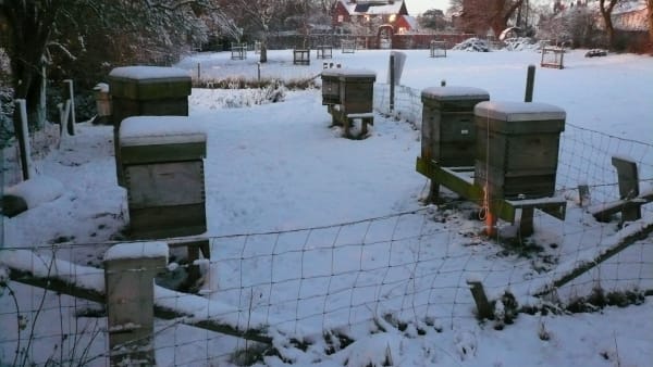 February In the Apiary
