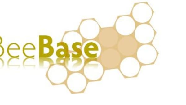 BeeBase