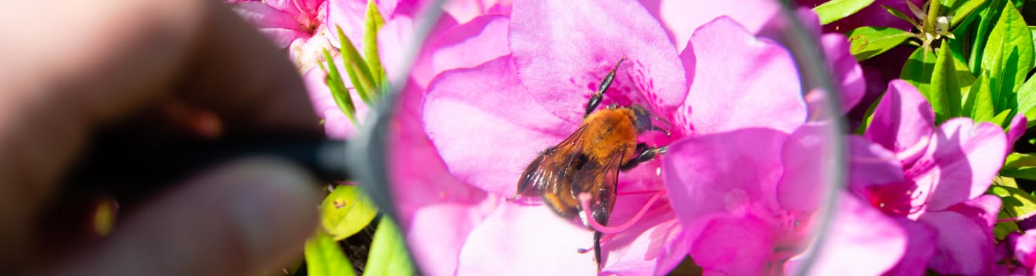 Identification