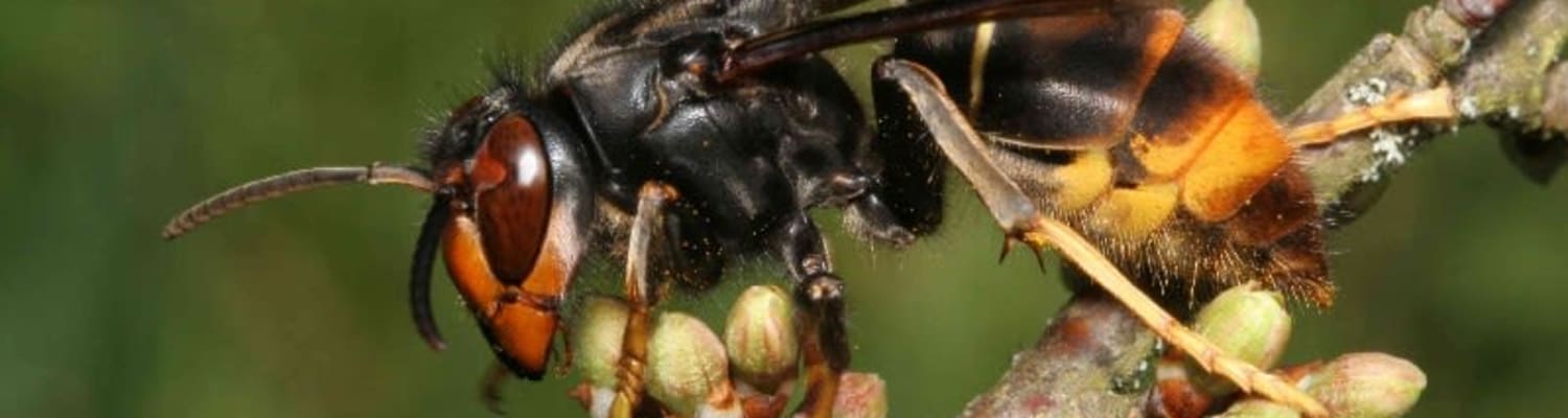Credible report of an Asian Hornet in Essex