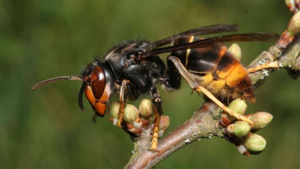 Credible report of an Asian Hornet in Essex