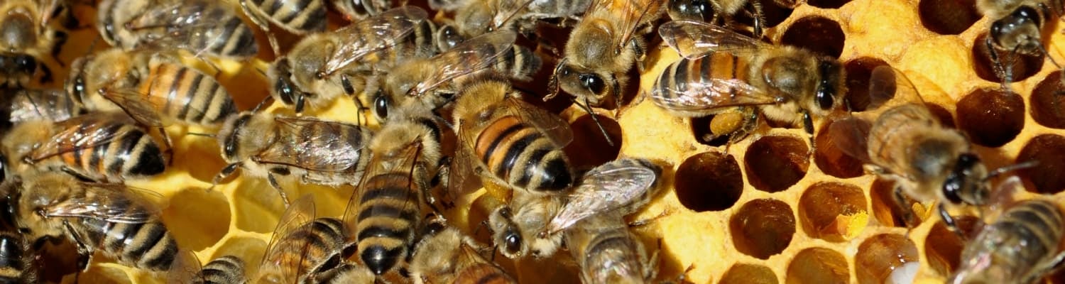Bees in the News