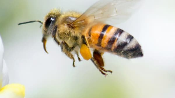 How can you help pollinators?