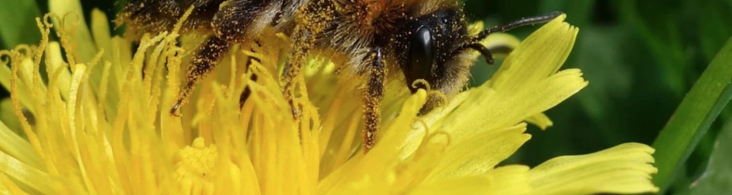The Uk  Pollinator Monitoring Scheme (PoMS) is open for 2018 &amp; asking for volunteers
