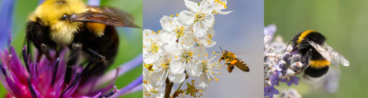 What UK Beekeepers are doing to Support World Bee Day