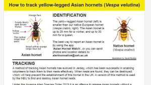 BBKA Asian Hornet Documents