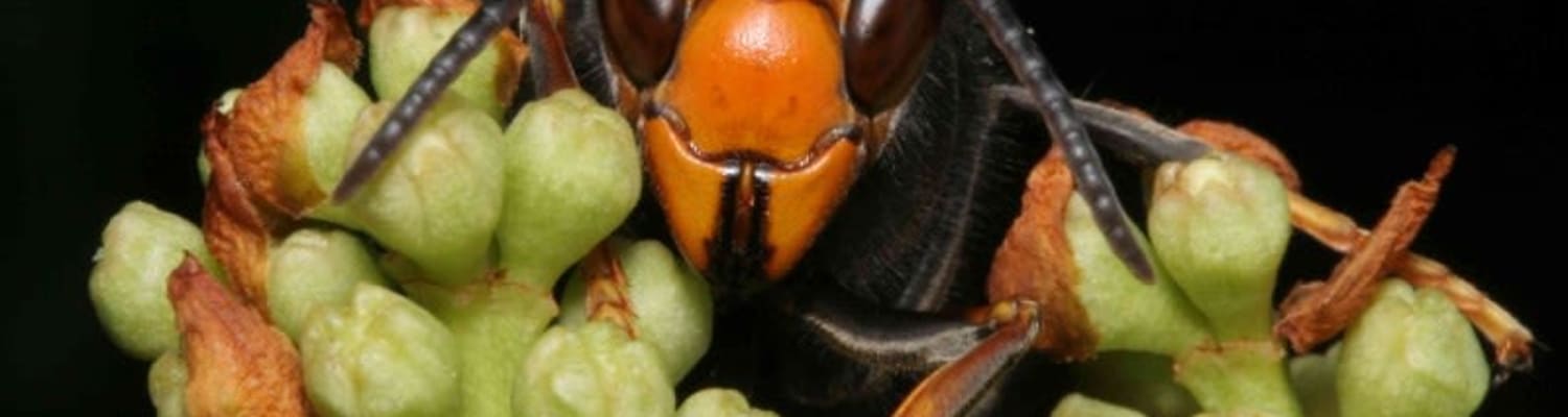 Three Asian Hornets Confirmed in Rayleigh in Essex