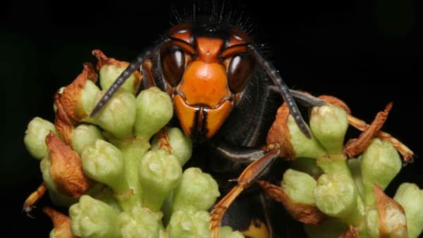 Three Asian Hornets Confirmed in Rayleigh in Essex