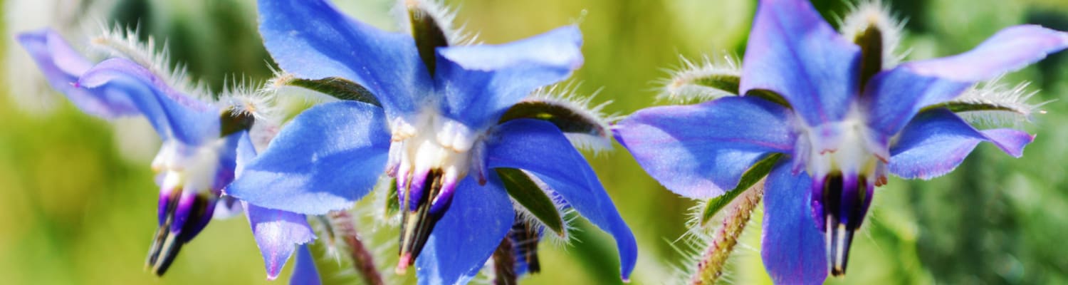 Summer Planting for Bees