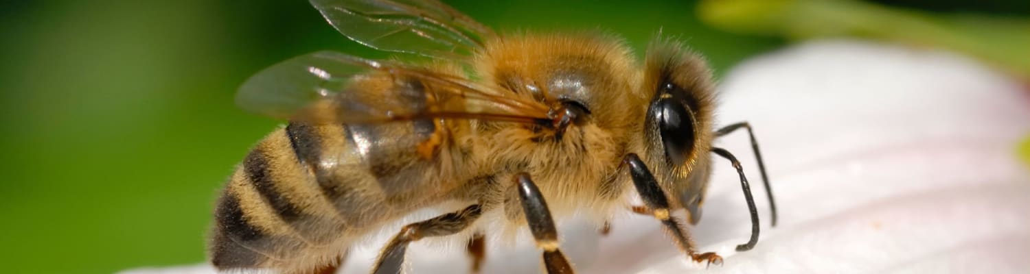 Do honey bees hibernate overwinter?