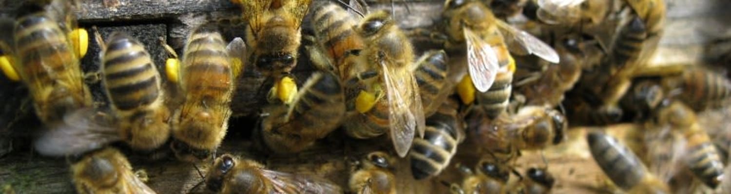 Defra Survey about training for beekeepers and bee farmers