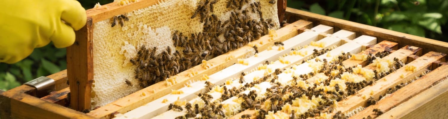 Beekeeping Courses &amp; Events