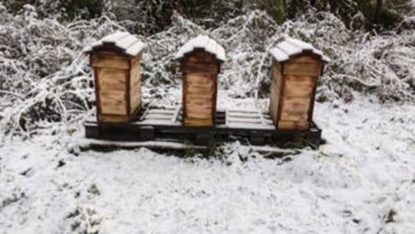 January In the Apiary 2023