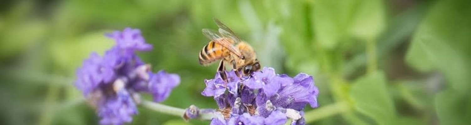 Authorised Bee Medicines
