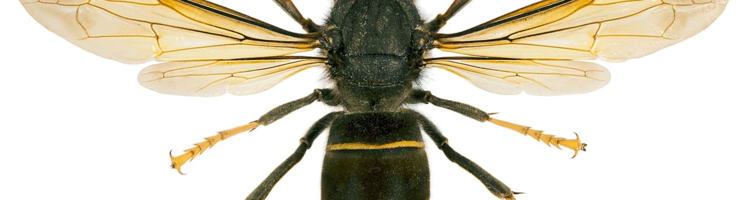 Asian Hornet discovered in Woolacombe