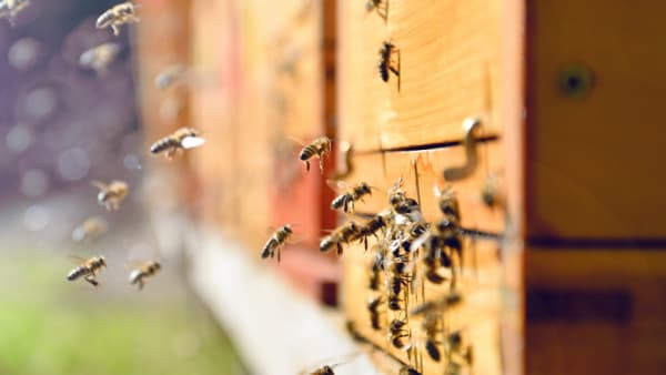 Covid Safe Beekeeping Practicals