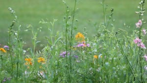 Planting for Pollinators