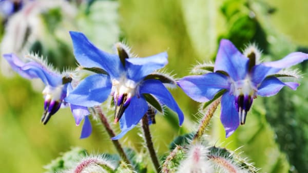 Seasonal Planting for Thriving Bees and Pollinators