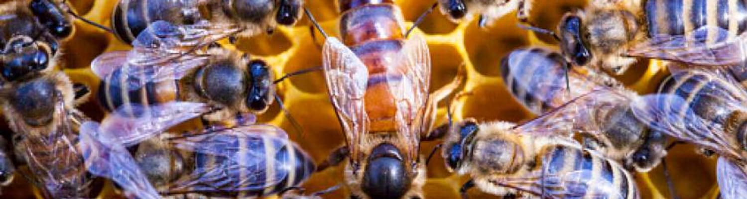 Beekeeping Legislation