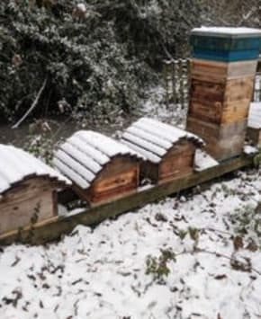 December In the Apiary 2023