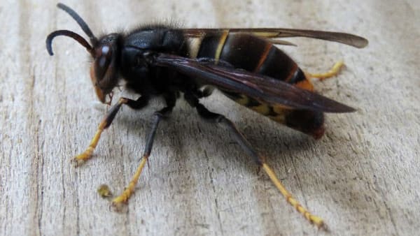 Fourth Asian Hornet found in Dorset