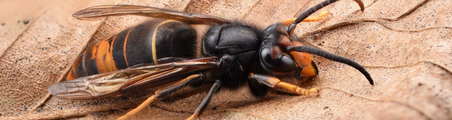 Recording of Asian hornet conference 2021