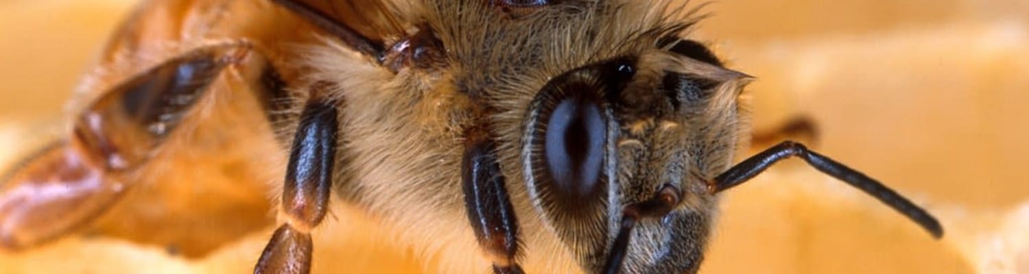 Honey Bee Health