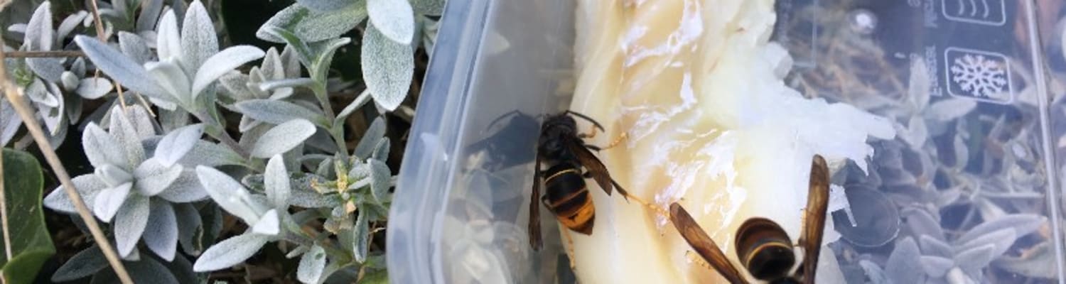Two more Asian Hornet incursions found in Liskeard &amp; Hull