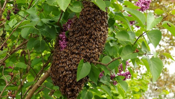 Swarm collection