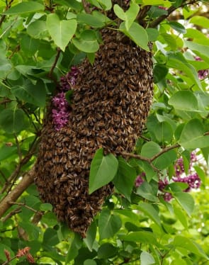 Swarm collection