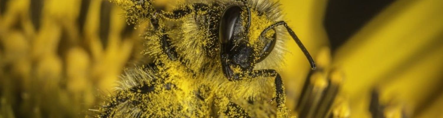 Calendar from National Bee Supplies helps BBKA