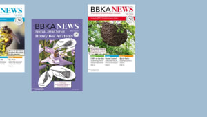 BBKA News Editor Vacancy