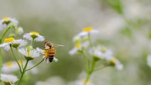 Defra publishes blog about bee importation row