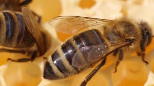 Are Disabilities Barriers to Beekeeping?