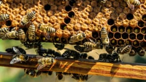 New BBKA Chair despairs at continuing permitted use of bee poisons